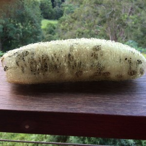 loofah dried with seeds