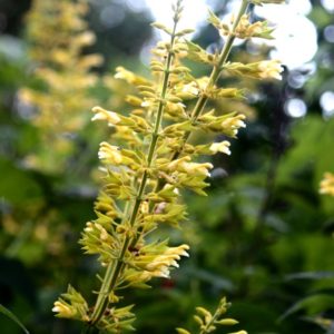 Salvia madrensis flower spikes