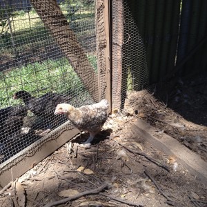 The wheaten chick