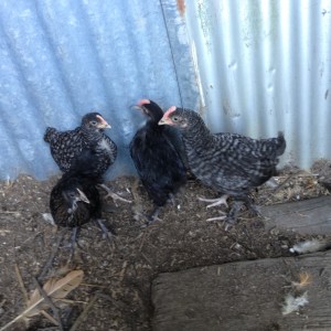 Four of the chicks at a few weeks old