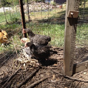 Three of the chicks, getting bigger by the day.