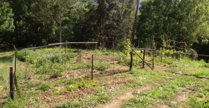 Kitchen garden one year old