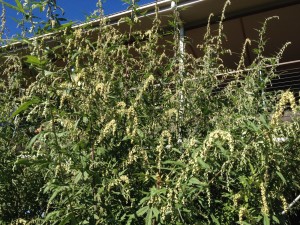 mugwort plant