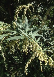 mugwort flowers