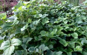 mung bean stand growing