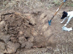 new bed digging