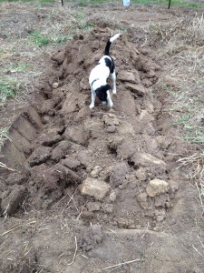 new bed dug over