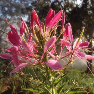 Pink cleomes make a welcome change from just white ones.