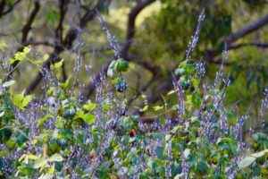 Salvia roscida flowers