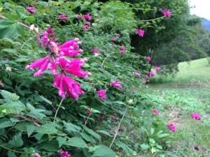 salvia wagneriana flowers