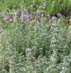 Lemon thyme has dark green leaves with a dense, low habit