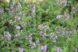 thyme wild flowers