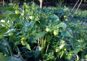 tomatillos grow well through Winter in the subtropics