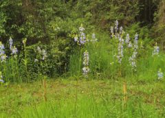 Salvia uliginosa