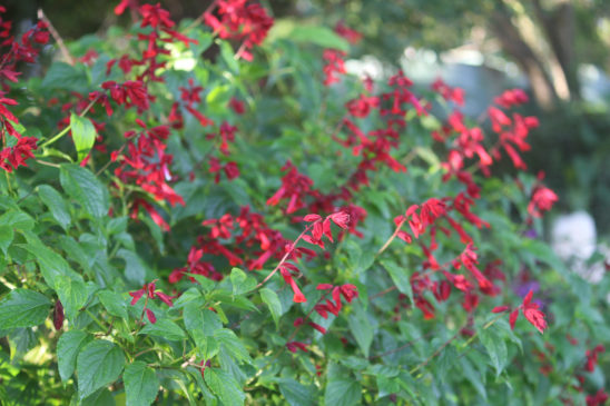 close up of flowers