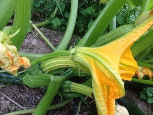 zucchini flower male